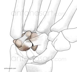medical illustration arcuate ligament andreas antonos