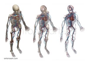 medical illustration cirulatory system antonosart