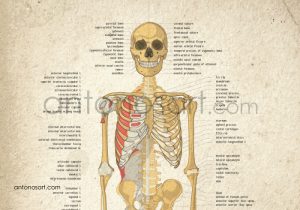 medical illustration skeletal anatomy antonosart